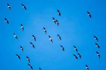 Zugvögel Kraniche Formation am blauen Himmel