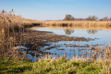 Teich in den Rieselfeldern, Münster, Münsterland, Nordrhein-Westfalen, Deutschland, Europa