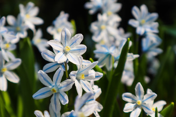 Blooming of beautiful white flowers (Puschkinia scilloides) in the spring garden