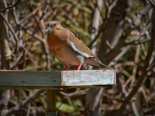 Pigeon perched on old handmade wooden bird feeder in a home backyard
