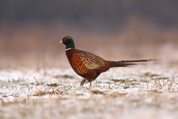 Common pheasant male, Phasianus colchicus game bird