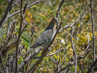 Pigeon perched on fig tree in the backyard of a home in the summer