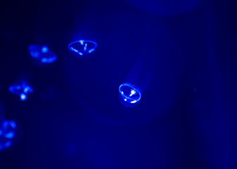 jellyfish
