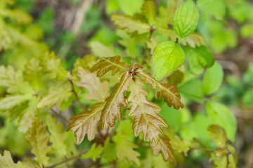 Oak Leaves Sprouting in Springtime