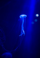 jellyfish © ISAMU