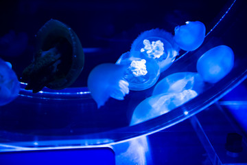 jellyfish