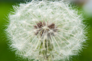 Close up of white dandelion. selective focus.