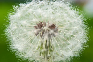 Fototapete Close up of white dandelion. selective focus. © Anna