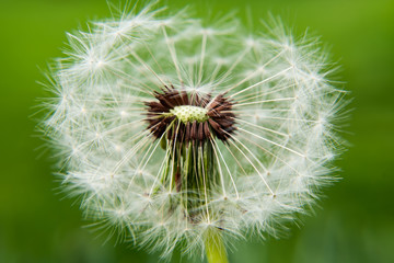 Close up of white dandelion. selective focus.