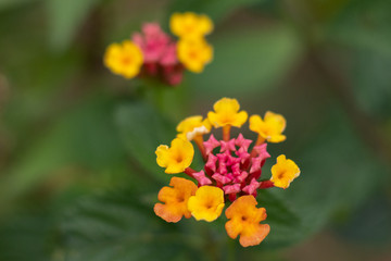 West Indian Lantana blooms during spring season