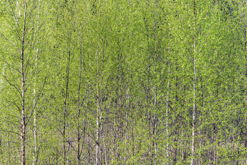 Birch tree crowns on the forest background.