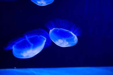 jellyfish