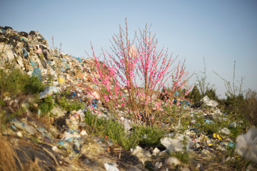 Obraz premium sakura on a pile of garbage