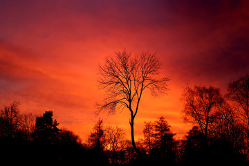 Fototapeta premium Bright photo of red sunset in the spring in the park