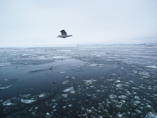 流氷の海を飛ぶ海鳥
