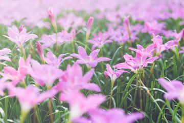 Fototapeta premium Zephyranthes grandiflora pink flowers in garden,