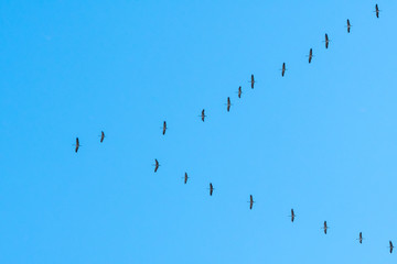 Zugvögel Kraniche Formation am blauen Himmel