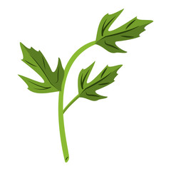 Coriander leaves herbal cartoon