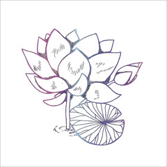 Color illustration of lotus flower in style. Black and white lotus pattern