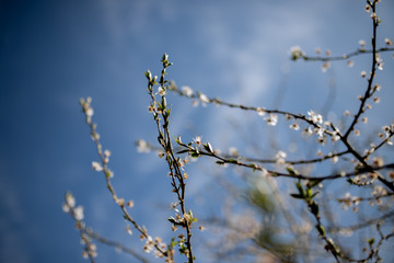 flowering fruit tree