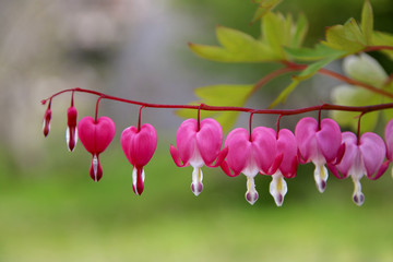Pacific or Wild Bleeding Heart, Dicentra Formosa, flowers on stem with bokeh background, macro,...