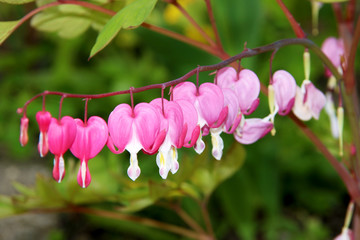Pacific or Wild Bleeding Heart, Dicentra Formosa, flowers on stem with bokeh background, macro,...