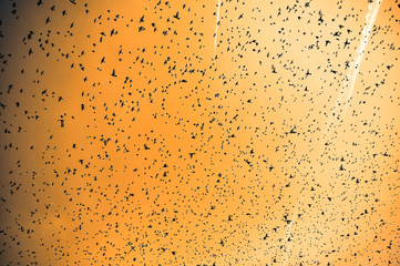oiseaux, milliers, vols, ciel, soleil