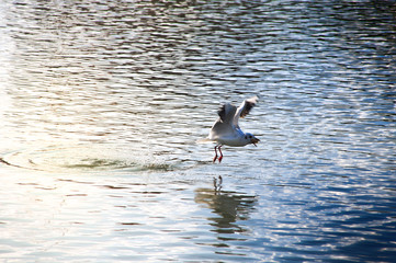oiseau, eau, goéland, mer, volant, vol, nature, mouette, animal, mouche, oiseau, faune, lac, océan, bleu, ailes, ciel, canard, pelicans, coucher de soleil, blanc, empennage, fleuve, liberté