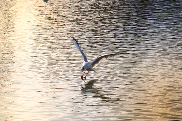 oiseau, eau, goéland, mer, volant, vol, nature, mouette, animal, mouche, oiseau, faune, lac, océan, bleu, ailes, ciel, canard, pelicans, coucher de soleil, blanc, empennage, fleuve, liberté