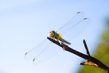 libellule, insecte, nature, macro, ailes, blaireau, mouche, animal, vert, ailes, gros plan, faune, été, insecte, isolé, dragon, volant, gros plan, faune, demoiselle, libellule, jaune © gilles