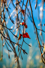 rouge, arbre, nature, hiver, neige, branchages, automnal, oiseau, plante, ciel, baie, feuille, baie, brousse, saison, congé, bleu, cardinal, fruit, fleur, froid, branchages, chute, bloqué par les glac