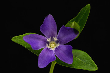 Close up of a purple wintergreen or periwinkle flower