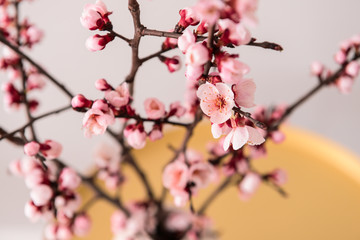 Beautiful blossoming branches, closeup