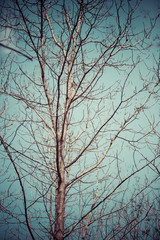 Dead tree and blue sky in the big forest