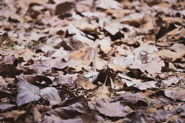 Dry leafs on the ground