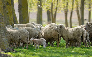 Obraz na płótnie Canvas Sheep Goats Graze Grass Spring