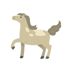 Cute race sport horse walking with head up