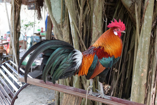 Colorful Thai fighting cock. Rooster for cockfighting sport. Portrait of a rooster