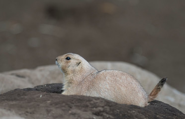 Ogro prairie dog