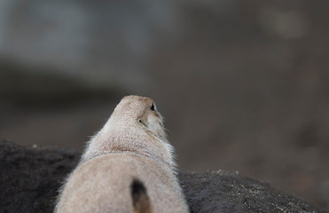 Ogro prairie dog