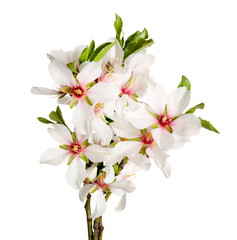 Beautiful blossoming branch on white background