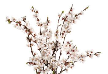 Beautiful blossoming branches on white background