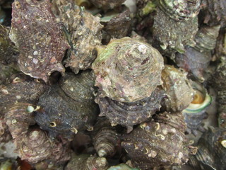 Chiba,Japan-April 28, 2019: Sazae or turban shells in a basket  