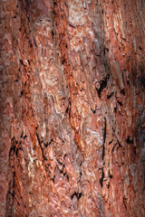 Texture of natural pine bark on the tree trunk.