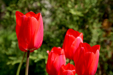 Obraz premium Field of tulips red, violet, purple colors, screensaver and wallpaper. Blooming colorful tulip flowers in garden as floral background