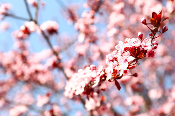 Beautiful blossoming branch on spring day