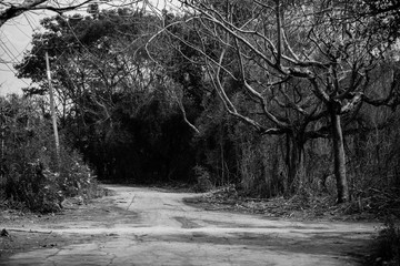 Path in the big forest