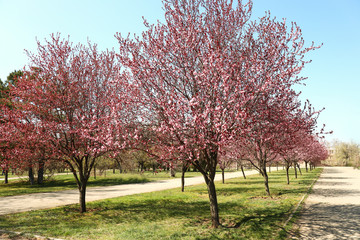 Fototapeta premium Beautiful blossoming trees in city park