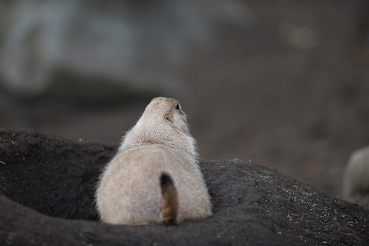 Ogro prairie dog