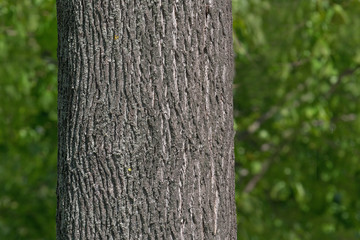 close up of maple tree trunk in park at summer